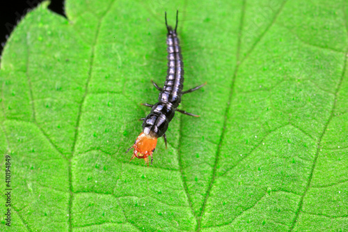 Carapace larva live on wild plants in North China