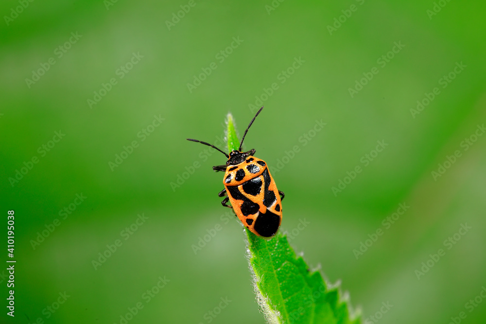 shieldbug inhabit wild plants in North China shieldbug inhabit wild plants in North China