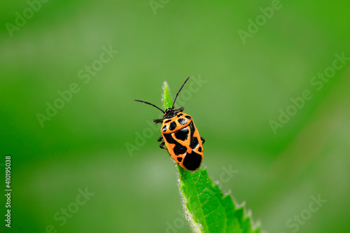 shieldbug inhabit wild plants in North China