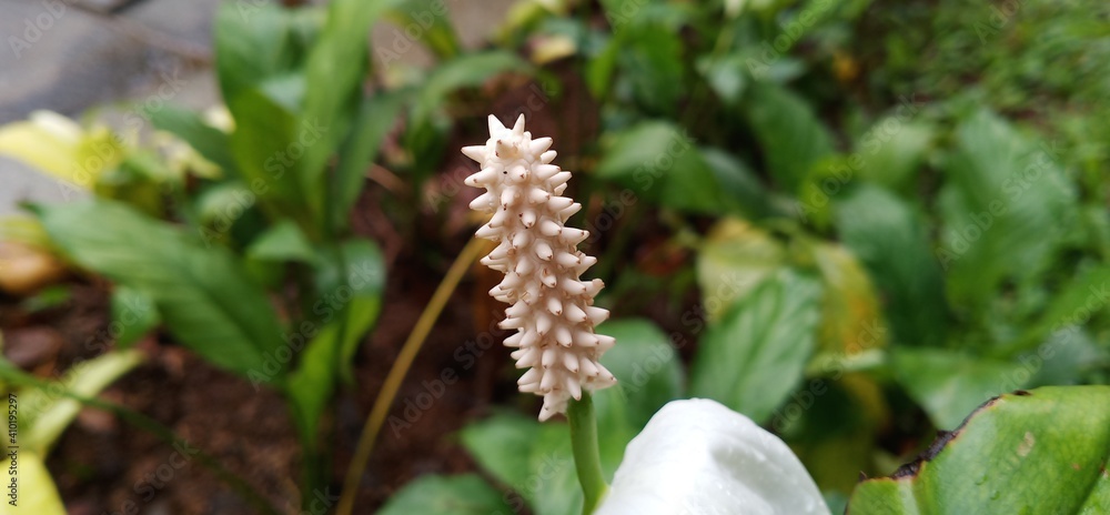 Flower pistil that almost lost its petals. White flower pistil. Prickly pistil