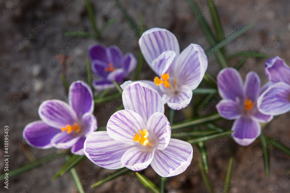 Blooming spring crocuses in the garden Blooming spring crocuses in the garden