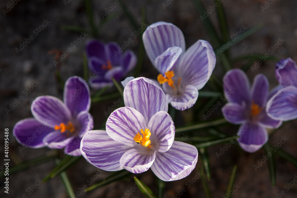 Blooming spring crocuses in the garden Blooming spring crocuses in the garden