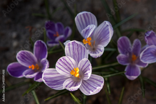 Blooming spring crocuses in the garden