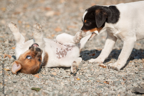 two danish swedish farmdog puppies playing outside photo