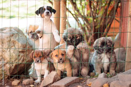 six puppies standing at a fence looking at the camera