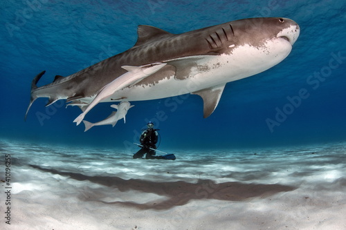 Tiger Shark with Lady Diver on Bahamas