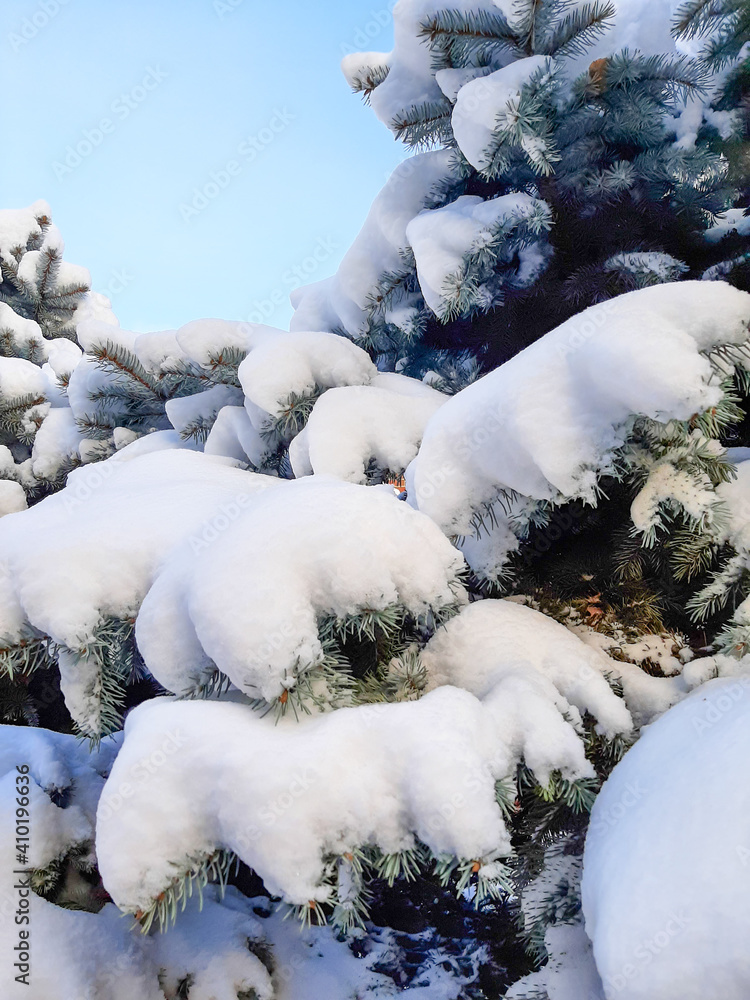 Branches of coniferous trees under a thick layer of snow