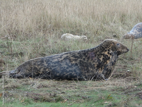 seal