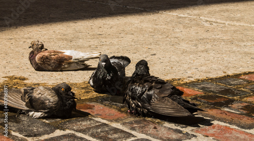 palomas de ciudad
