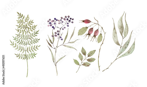 Fotografia Watercolor set with botanical elements, berries, dry branches and leaves
