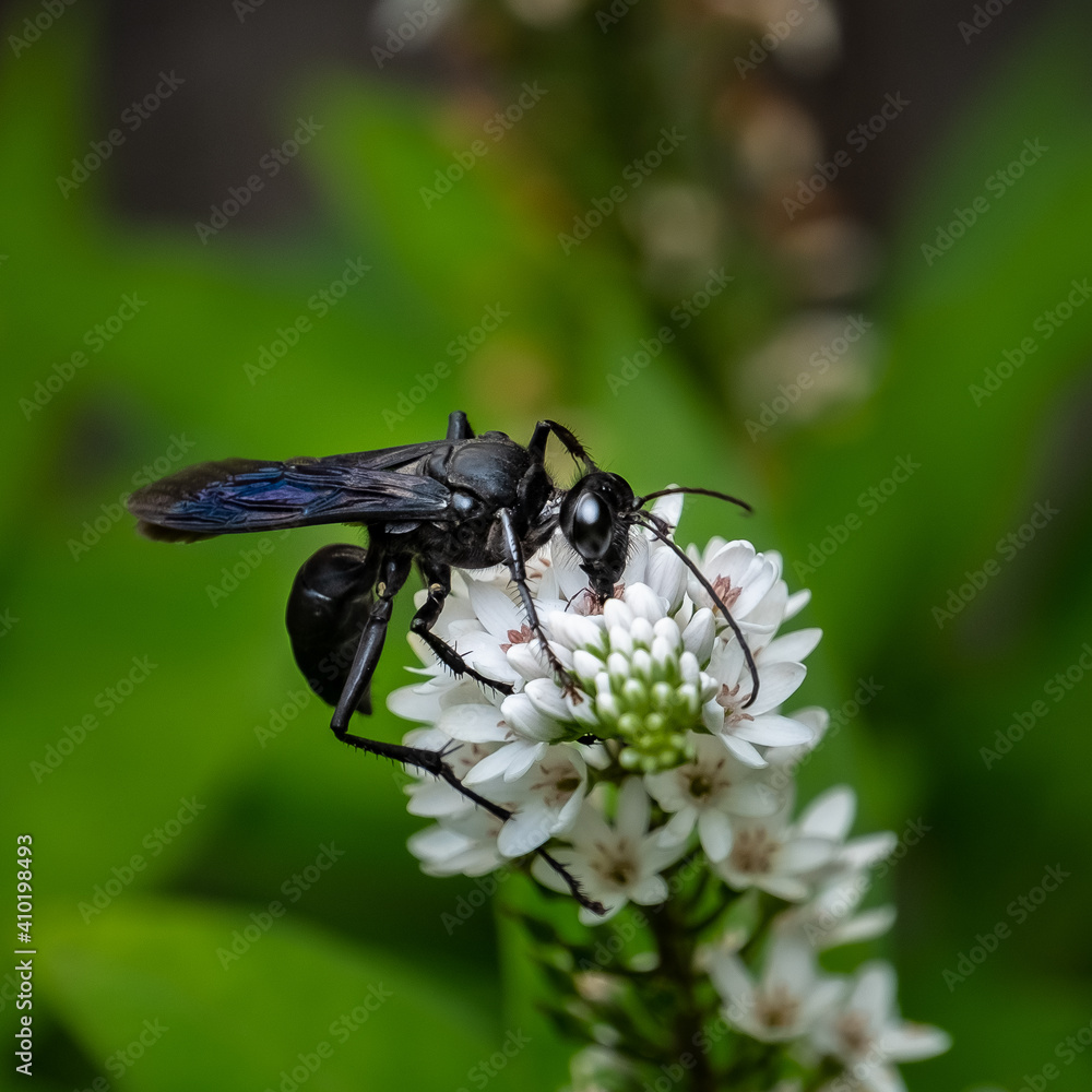 A Great Black Wasp (Sphex pensylvanicus) feeding on a Gooseneck plant flower blossom. A Great Black Wasp (Sphex pensylvanicus) feeding on a Gooseneck plant flower blossom.