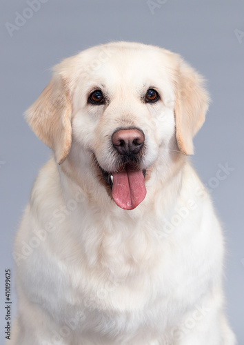 muzzle of golden retriever dog looking at camera on gray background