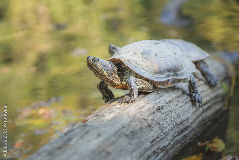 Obraz premium Turtles (Trachemys scripta) play on a log in Park Maksimir, the Croatian capital city of Zagreb. Turtles have become widespread after being released as pets. There are approximately 300 in Park Maksim