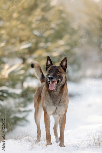 Belgian shepherd malinois dog in the snow. Dog in winter forest © OlgaOvcharenko