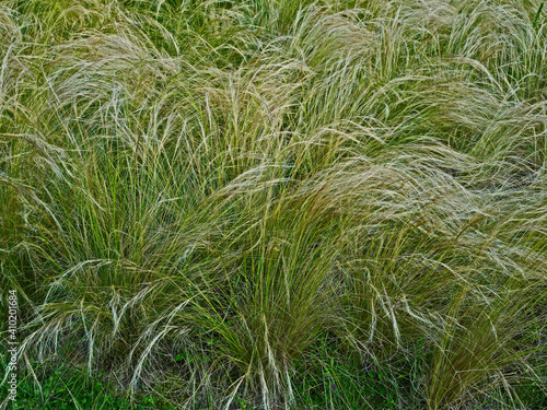 Stipa pulcherrima a flowing grass in a country garden