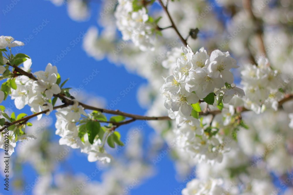 tree blossom