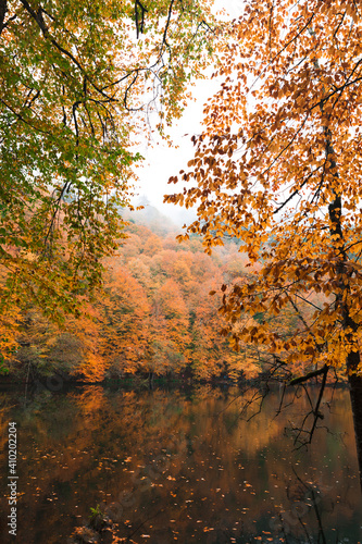 Autumn landscape by a lake  trees with autumn colors  red  orange  yellow and green leaves. Reflections of forrest in calm water. Seven Lakes  Bolu  Turkey