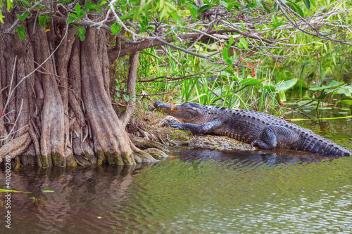 Alligator