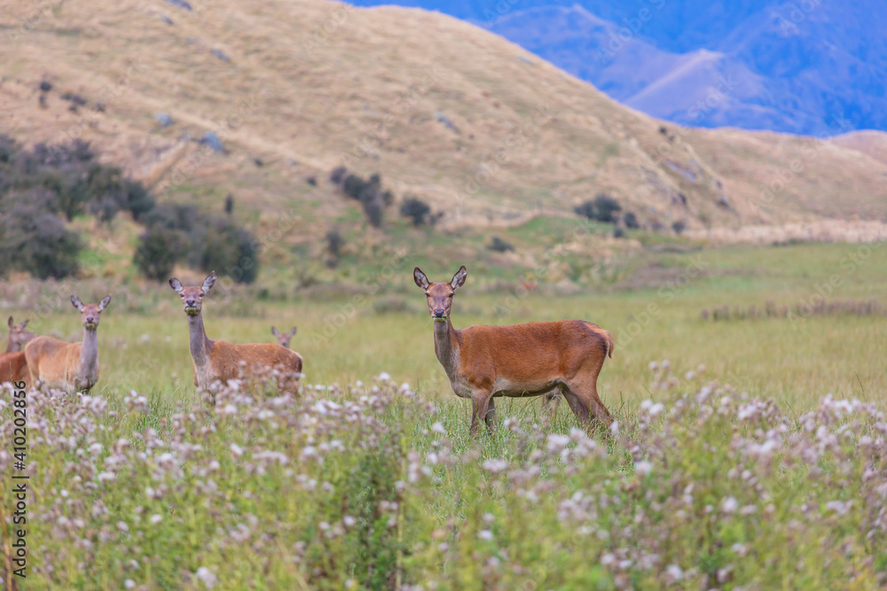 Deer Deer