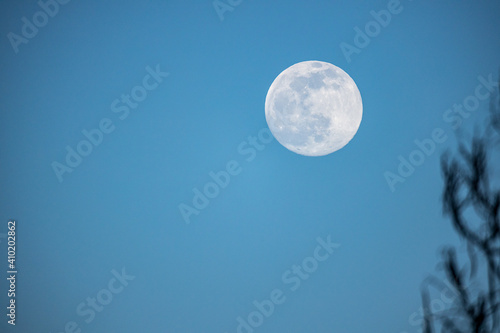 The full moon on the blue sky with naked tree branches in the foreground in winter
