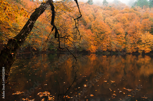 Autumn landscape by a lake  trees with autumn colors  red  orange  yellow and green leaves. Reflections of forrest in calm water. Seven Lakes  Bolu  Turkey