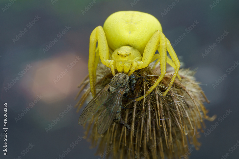 Side walk spiders are very diversely colored, including very bright ...