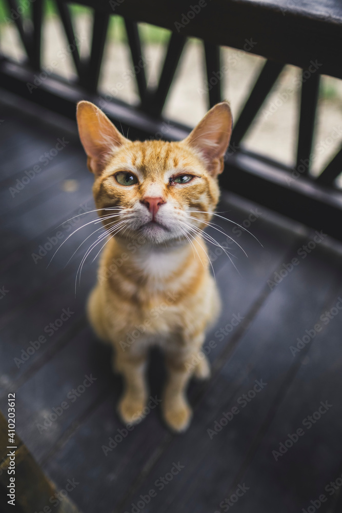 Obraz premium cute red cat looks at the camera and squints; blurry background