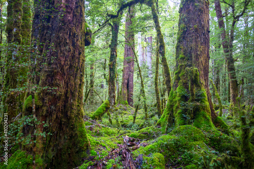 New Zealand forest