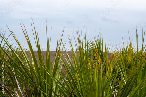 Palmetto bushes my the marsh