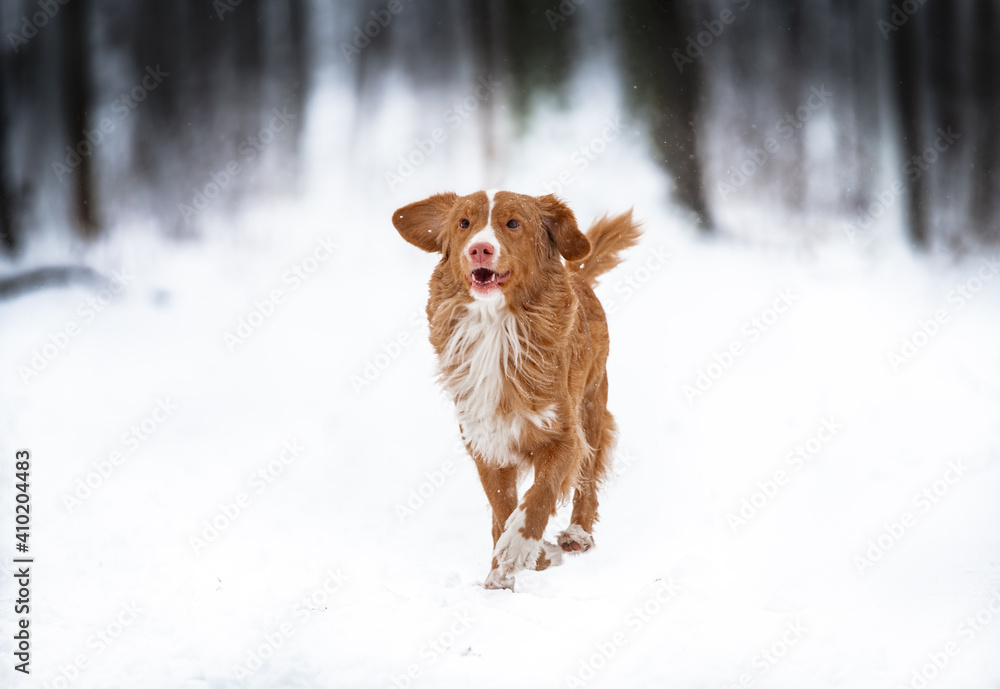 Dog in snow covered land