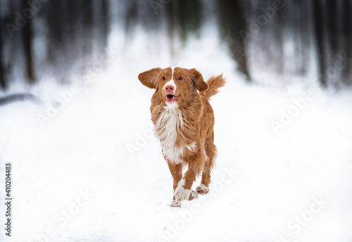 Fototapeta Naklejka Na Ścianę i Meble -  Dog in snow covered land