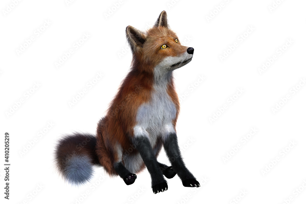 Red Fox sitting and looking up 3D render isolated on white background