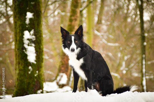 Border collie is sitting on trunk in snow. She look like fox on hunt.