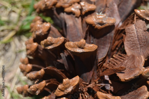 mushrooms in the forest