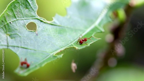 Leaf cutter Ant cuts leaf pieces Costa Rica photo