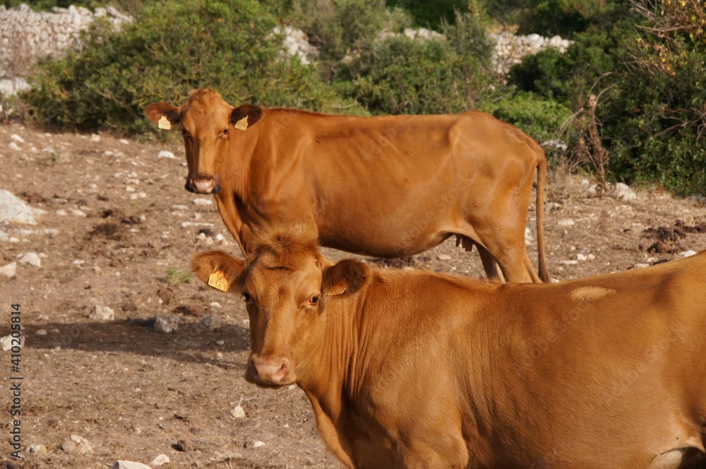 Cows grazing in a field