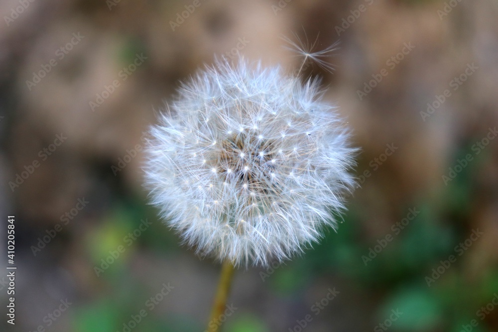 Dandelion also known as Taraxacum erythrospermum Dandelion also known as Taraxacum erythrospermum
