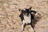 Portrait of a dog in Menorca