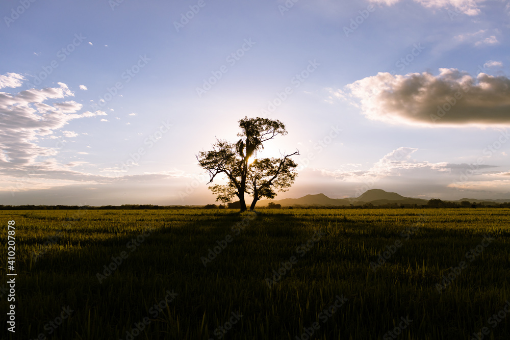 Two lone trees in the middle of a rice plantation