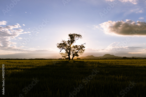 Two lone trees in the middle of a rice plantation
