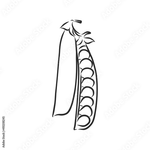 Hand drawn sketch peas sketch set. Vector organic food illustration isolated on white background. pea vector sketch illustration