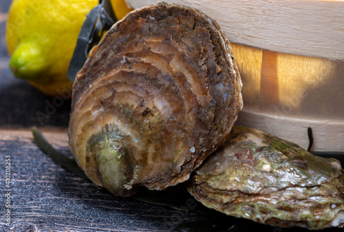 Fresh raw European flat oyster grown in Brittany in Belon river, France