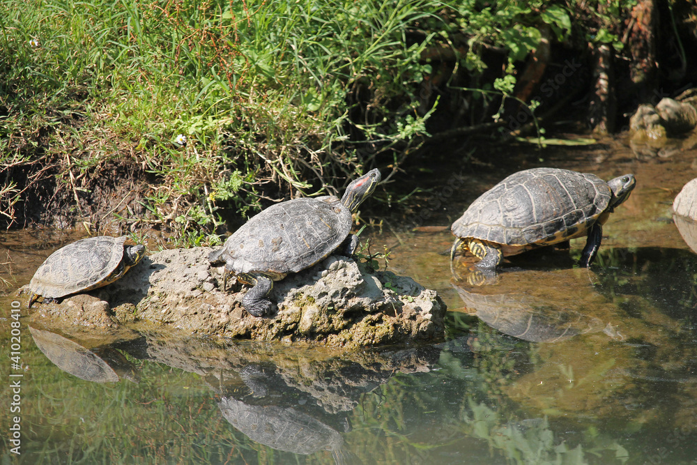 Obraz premium Several specimens of the red-eared slider (Trachemys scripta elegans) sunning themselves in a small lagoon near Milan (Italy). It is the most pet across the world, and is the most invasive turtle.