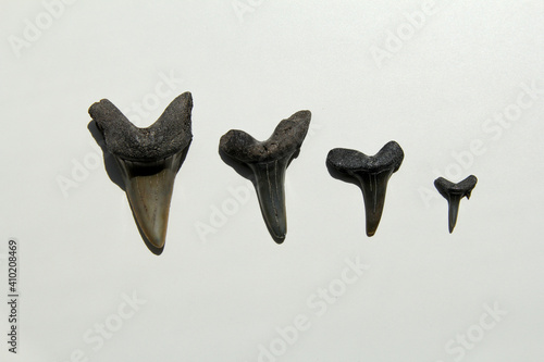 a row of black fossil shark teeth, found at the dutch coast in cadzand at a white background photo