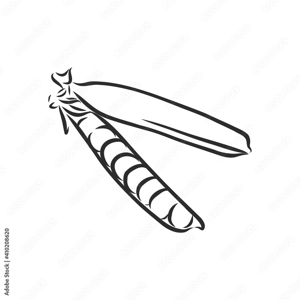 Hand drawn sketch peas sketch set. Vector organic food illustration isolated on white background. pea vector sketch illustration