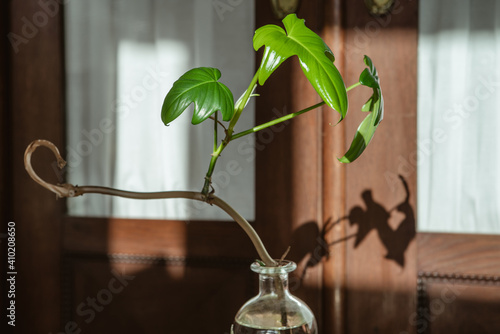Philodendron pedatum Florida squamiferum, old barn with fresh green leaves, indoor plant propagation, upcycling the old rum botle, leaf liten by the sun and the shadow in the background