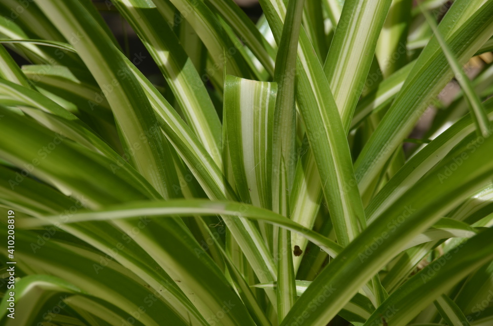 green grass background green grass background