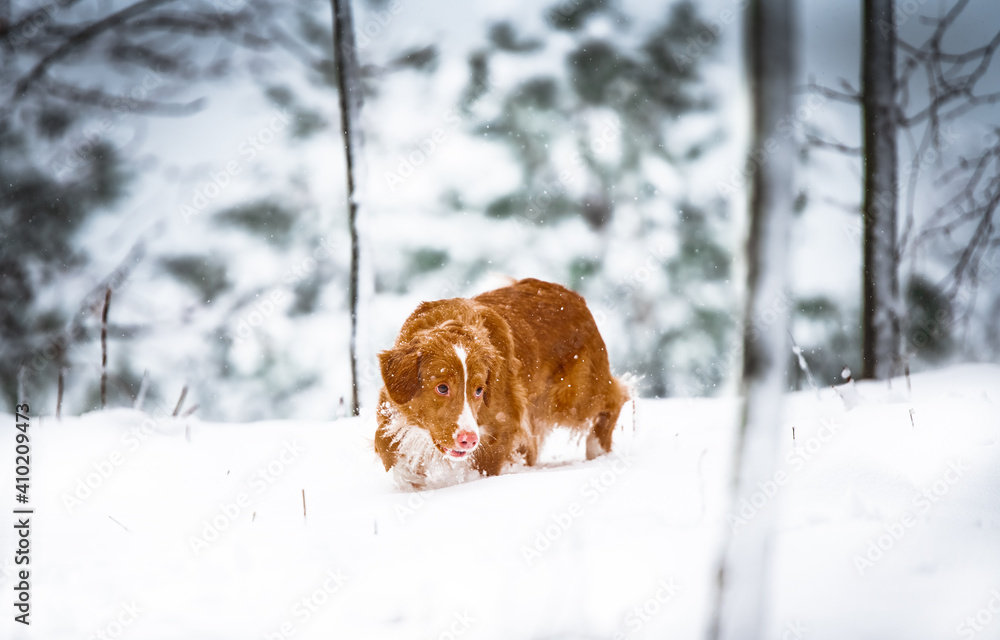 dog in snow