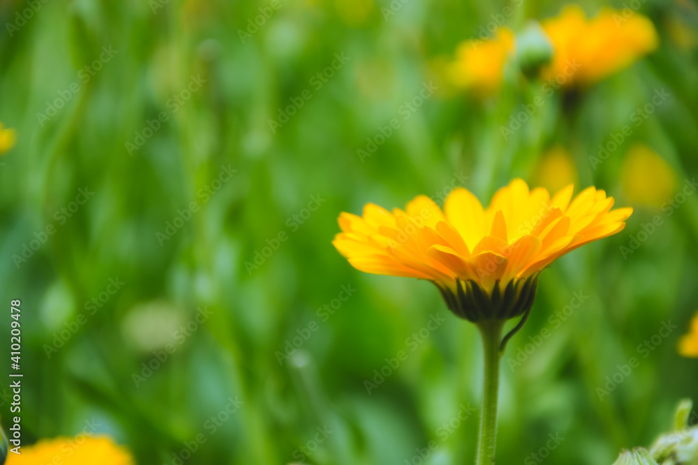 Calendula flowers. Marigold herbal plant. Beautiful flower in wild nature. Garden herb blossom. Calendula fresh bloom. Calendula flowers. Marigold herbal plant. Beautiful flower in wild nature. Garden herb blossom. Calendula fresh bloom.