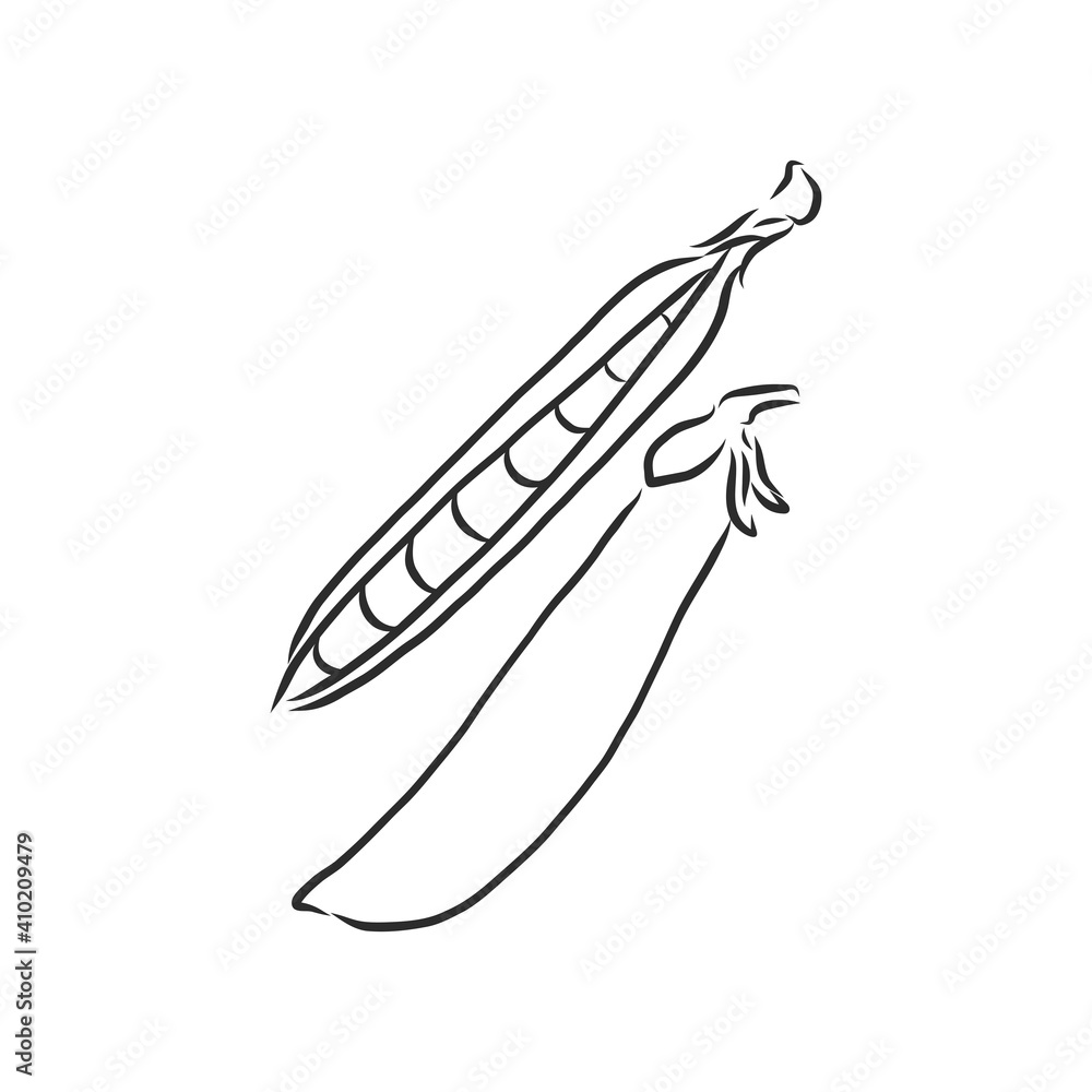 Hand drawn sketch peas sketch set. Vector organic food illustration isolated on white background. pea vector sketch illustration Hand drawn sketch peas sketch set. Vector organic food illustration isolated on white background. pea vector sketch illustration